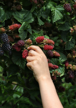Fruit Picking