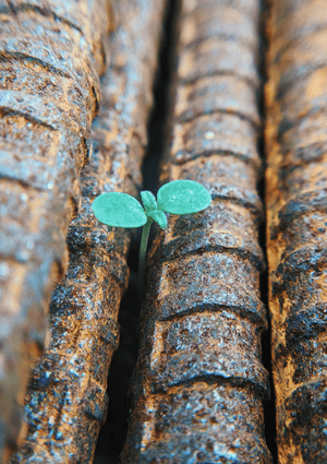 Sprout Growing Up Between Metal Rods Modern Slavery Evidence Submission Thumbnail