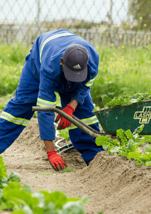 Farm Worker Picking Salad
