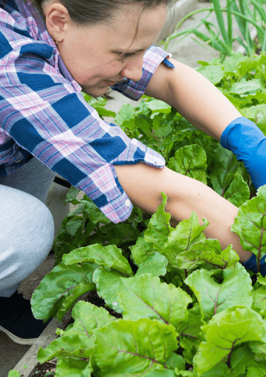 /media/w5maa211/woman-picks-salad-leaves-kneeling-down-seasonal-worker-interest-group-launched-2.png